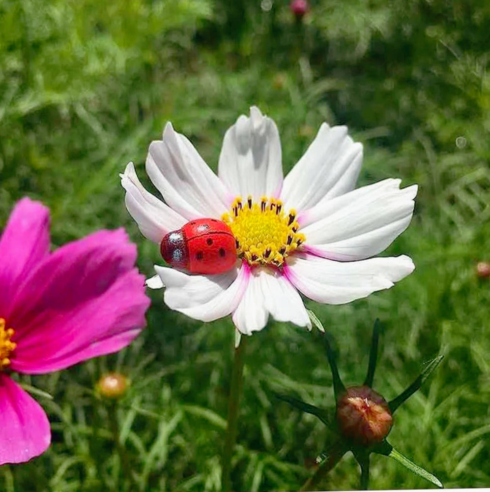 Coccinelle adesive 100 pz – per decorare bomboniere e biglietti - ambraled